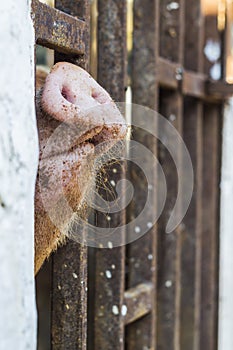 Pig's snout photo